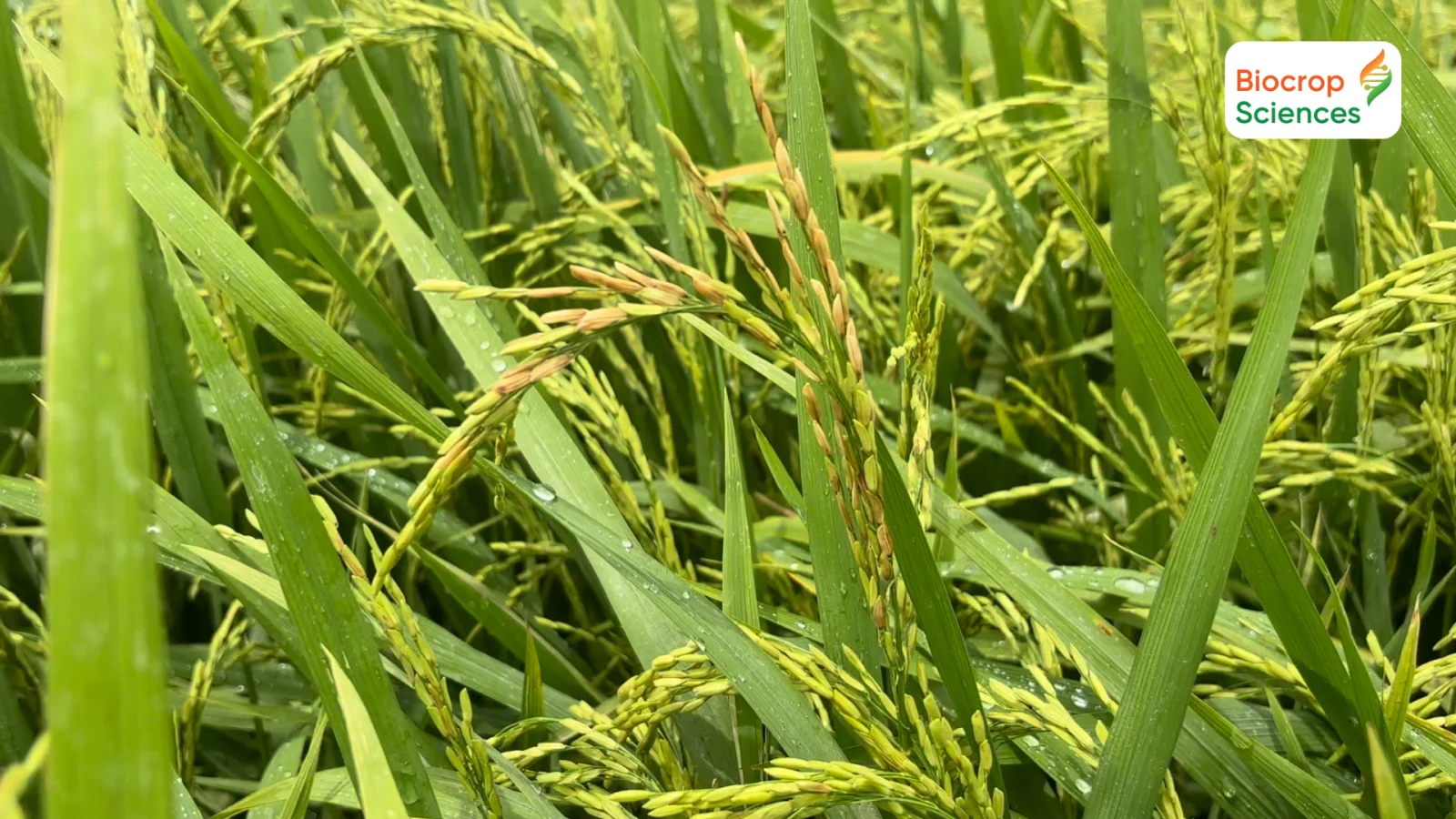 L&uacute;a bị l&eacute;p v&agrave;ng vi khuẩn
