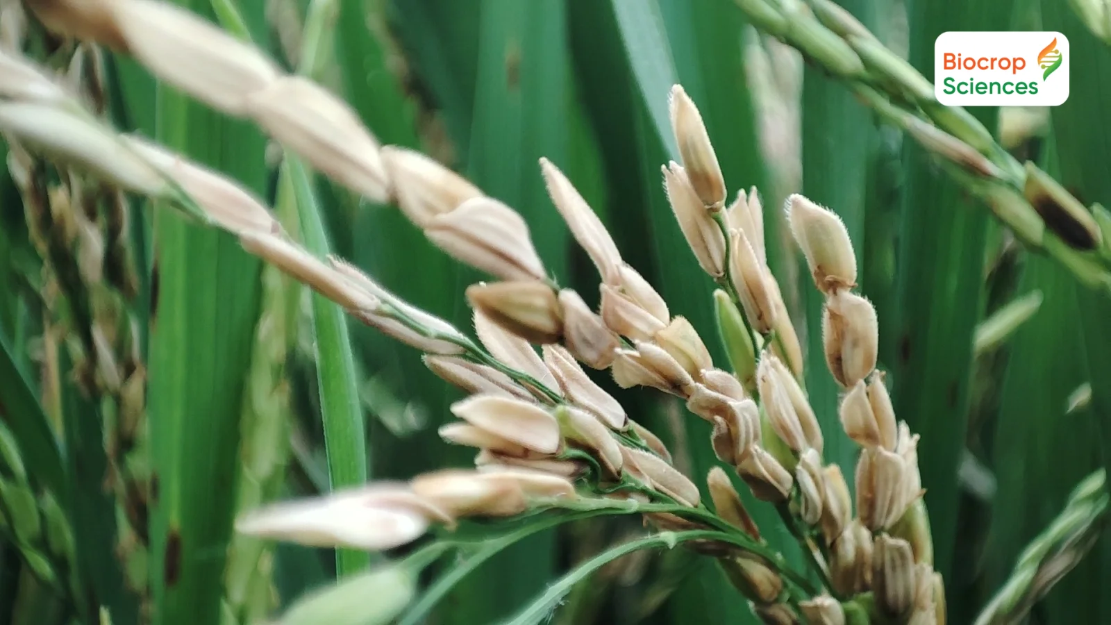 Bệnh l&eacute;p v&agrave;ng vi khuẩn g&acirc;y hại tr&ecirc;n l&uacute;a