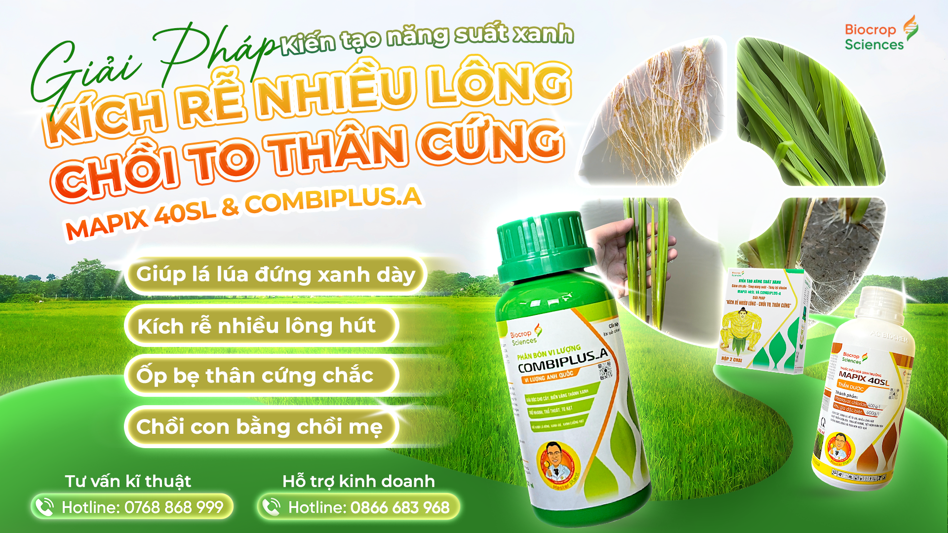 Công dụng của GP KÍCH RỄ NHIỀU LÔNG – CHỒI TO THÂN CỨNG